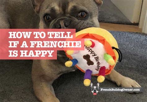 How Do I Know If My French Bulldog Is Happy 13 Signs Of Happiness
