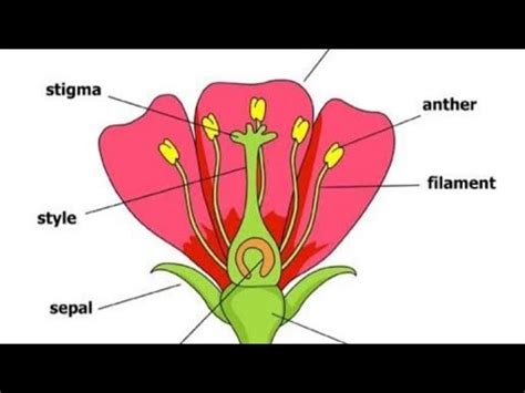 Longitudinal Section Of A Flower And Its Parts Youtube