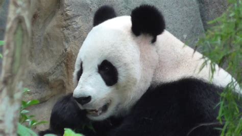 Giant Panda In Singapore Zoo Part 2 Youtube
