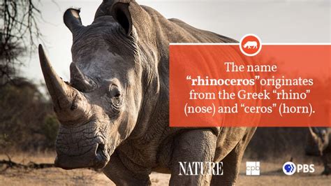 Rhinoceros Fact Sheet Blog Nature Pbs