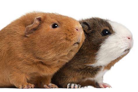 Introduction To Guinea Pig Breeds