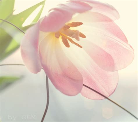 22 Pastel Wallpapers Backgrounds Images Pictures Freecreatives