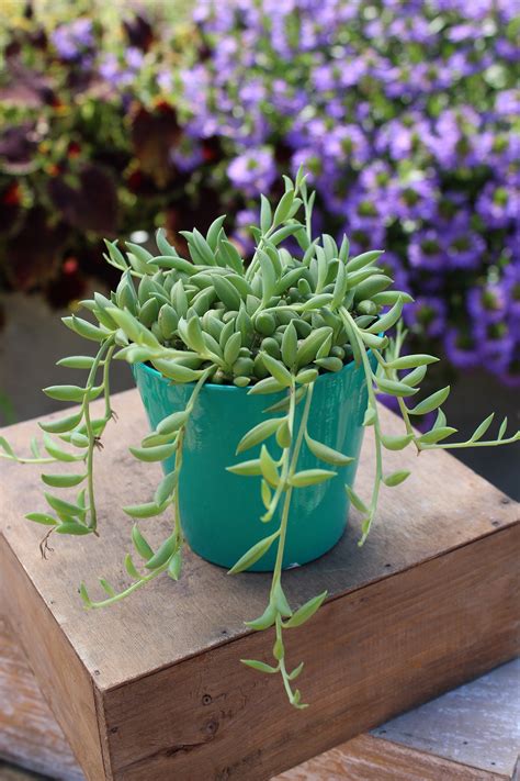 Senecio Radicans Hanging Basket Of Succulent String Of Bananas Outdoor