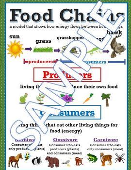 956 x 1136 jpeg 167 кб. Food Chains Anchor Chart by Fresh Parkes | Teachers Pay ...