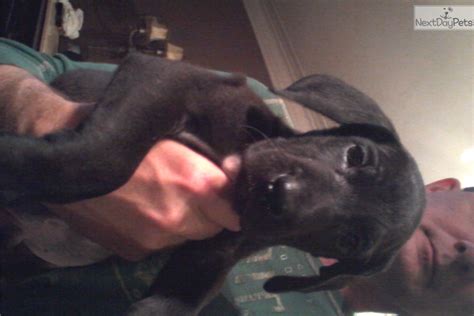 Great Dane puppy for sale near Detroit Metro, Michigan ...