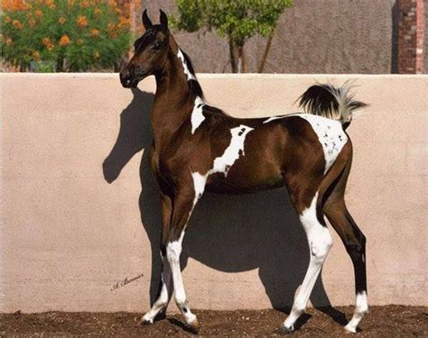 All The Pretty Horses Beautiful Horses Animals Beautiful Baby Horses
