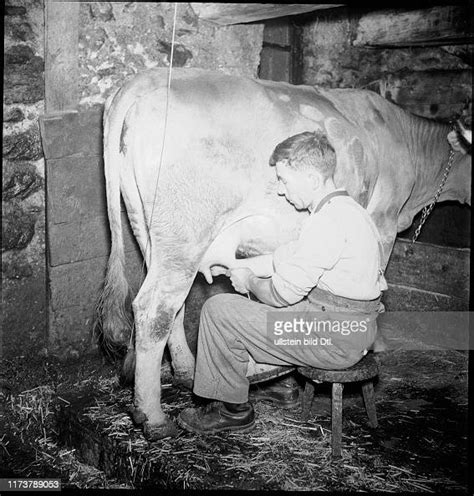 Man Milking Cow 1946 News Photo Getty Images