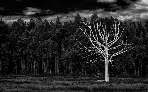 View Tree Wallpaper Black And White Png