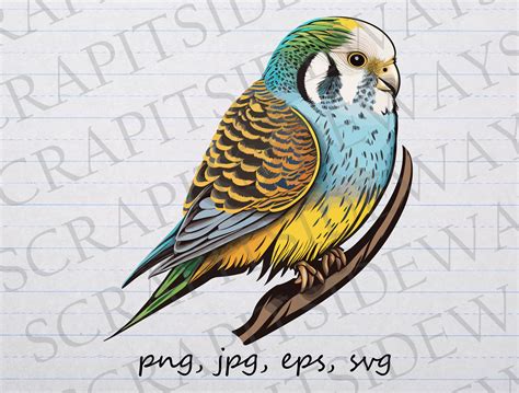 Cute Budgie Clipart Vector Graphic Svg Png  Eps Bird Etsy