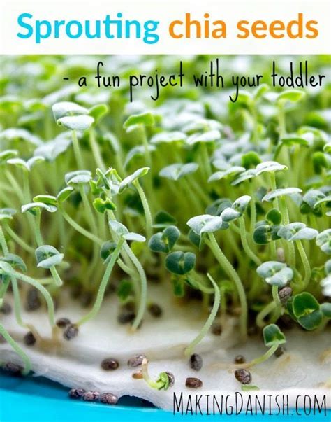 Sprouting Chia Seeds A Fun Project With Your Toddler Sprouting Chia