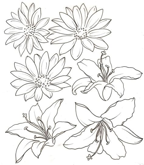 Water Lily Drawing Outline At Explore Collection