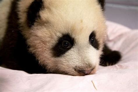 Zoo Atlantas Panda Cub Gets A Name Zooborns