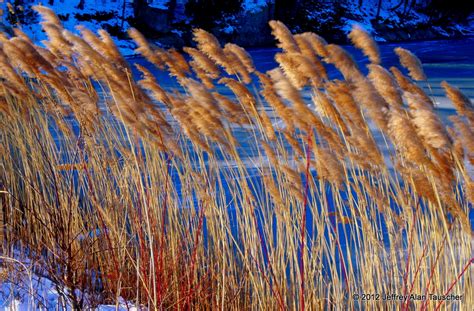 Winter Grasses Pentax User Photo Gallery