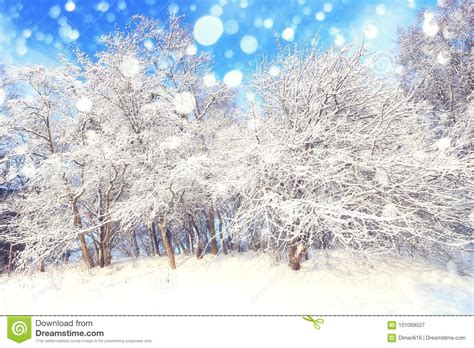 Sunny Christmas Day Stock Image Image Of Morning Outdoor 101069527