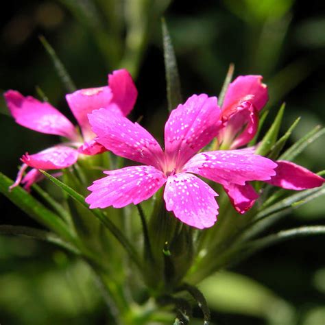 Deptford Pink Seeds Dianthus Armeria Everwilde Farms