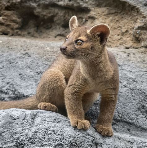 The Fossa Is A Carnivorous Predator Like A Cat It Purrs And Has