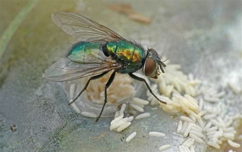 Bahaya Telur Lalat Di Makanan Untuk Kesehatan Insekta Pest Control