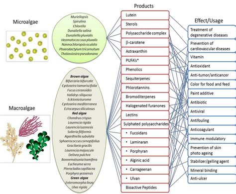 Components Of Secondary Metabolites Of Marine Algae And Their Possible