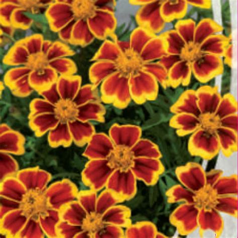 Celebrate and remember the lives we have lost in harrisburg, pennsylvania. French Marigold Seeds - Marietta - Tagetes Patula - Annual ...