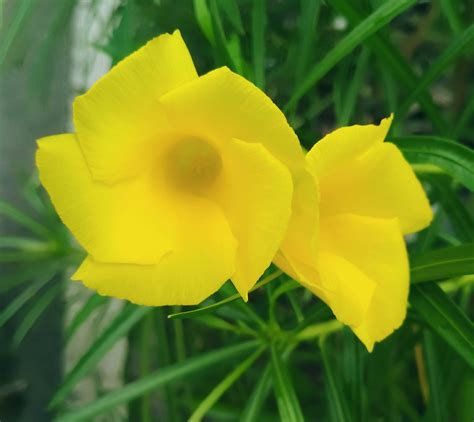 Bunga Yang Warna Kuning Terbaru
