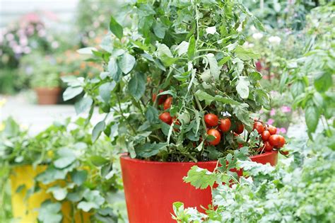 10 Essential Tips For Growing Tomato Plants In Pots