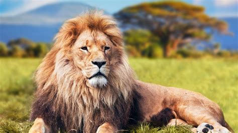 Majestic Africa Big Cat Vertebrate Lion Feline East Africa
