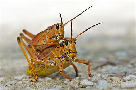 Eastern Lubber Grasshoppers Sean Crane Photography