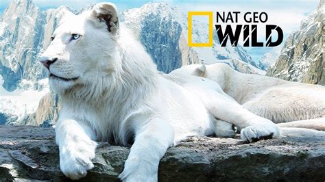 The Rare And Exotic Animals White Lions Hd National Geographic Full