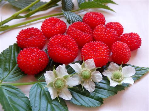We are an online fruit tree nursery with a range of over 300 deciduous fruit and nut trees and berry plants, that we grow in victoria and send to most places in australia. Daleys Fruit Tree Blog: Raspberry Plant - Atherton ...