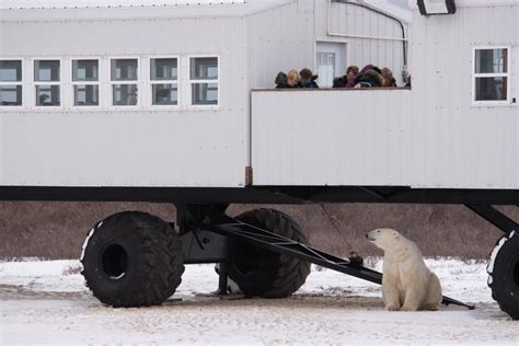 Tundra Lodge Churchill Polar Bears Part 2