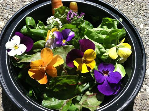 Check spelling or type a new query. Edible Campus - Salad Bowl Garden
