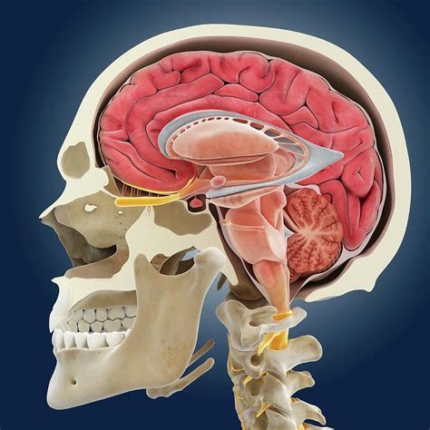 Brain Anatomy Photograph By Springer Medizin Science Photo Library Pixels