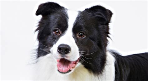 The border collie is not recommended for apartment life. Border Collie Dog Breed Information - American Kennel Club
