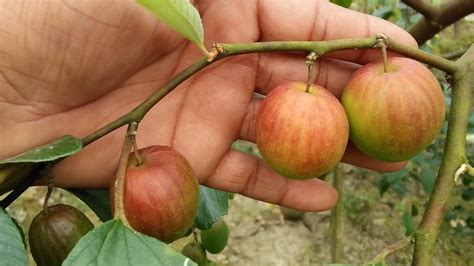 Ball Sundari Apple Ber Plant The Best Quality Youtube