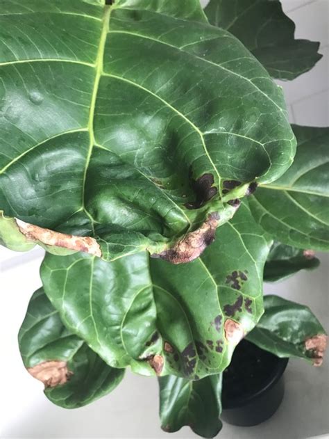 Fiddle leaf fig leaves turning black. Fiddle Leaf Fig SOS - brown/Black spots