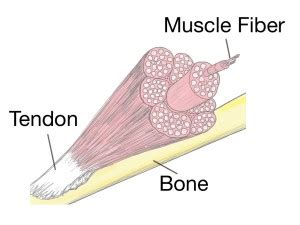 Maybe you would like to learn more about one of these? Soft Tissue Therapy - Explained - PreHab Exercises