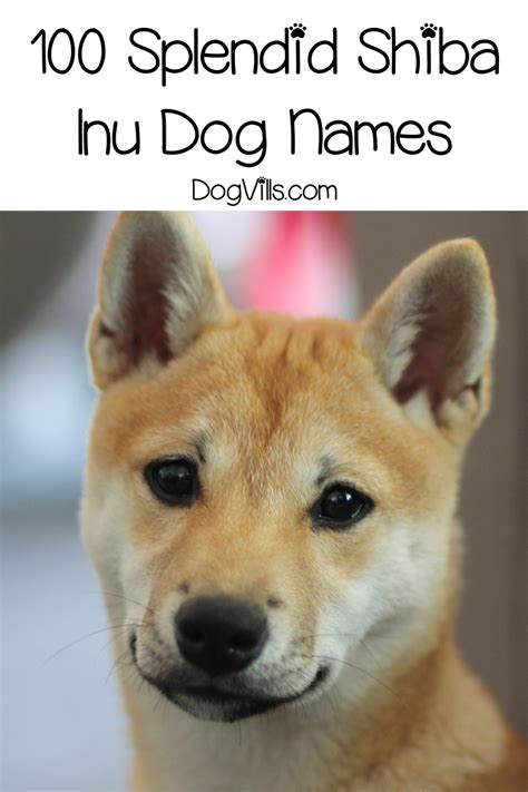 100 Splendid Shiba Inu Names For Males And Females Dogvills