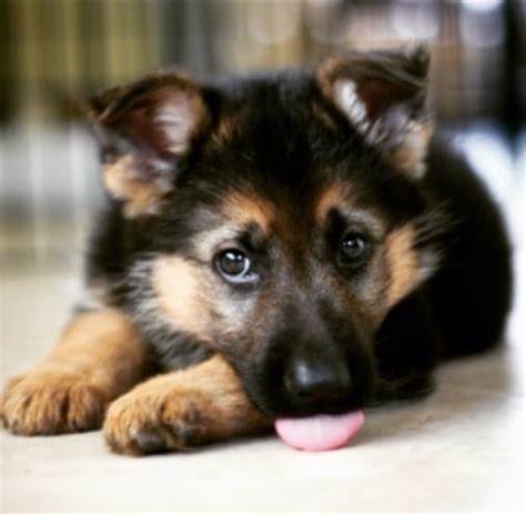 German shepherd puppies wisconsin born and raised. German Shepherd Puppies Az Craigslist - German Shepherd ...