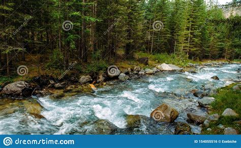 Rocky Mountain River Among The Pine Trees Beautiful Fast Flowing River