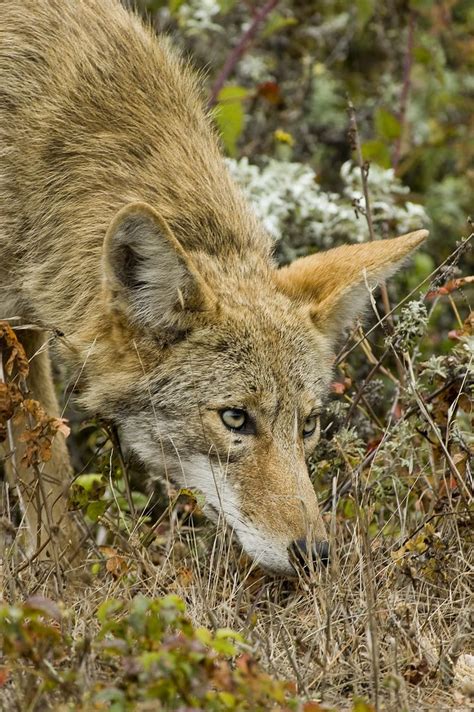 Coyote Prowling Coyote Animal Wild Dogs Animals Wild