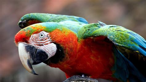 Wallpaper 2560x1440 Px 27 Bird Macaw Parrot Tropical 2560x1440