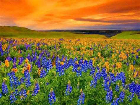 Sunset Sky Over Flower Field Full Hd Wallpaper And Background Image