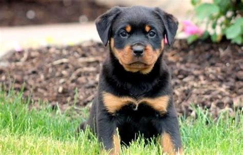 Rottweiler puppies for sale in georgia, ga; rottweiler pups available to go now for Sale in New Haven ...