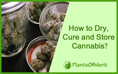 How To Dry Cure And Store Cannabis Plants Of Merit