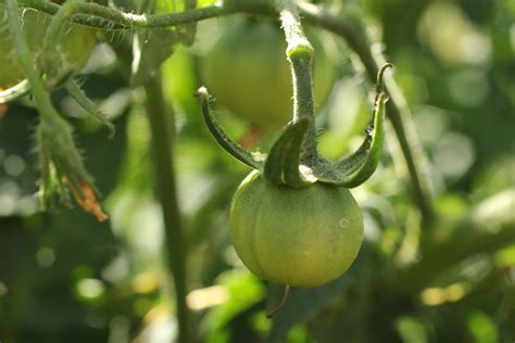 6 Ways To Ripen Green Tomatoes Indoors Dengarden