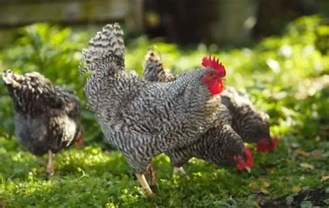 Les 10 races de poules qui pondent les plus gros œufs