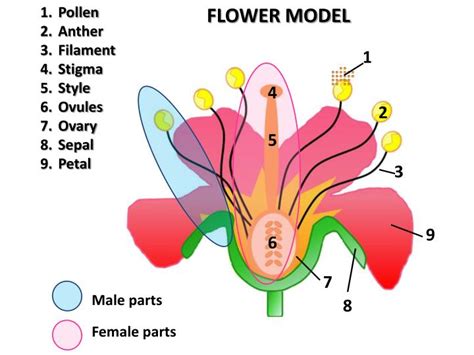 Perfect flowers have both male (androecium) and female (gynoecium) reproductive structures, including stamens and an ovary. PPT - Female parts PowerPoint Presentation, free download - ID:2957842