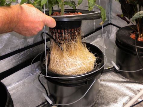 Maybe you would like to learn more about one of these? Deep Water Culture Hydroponic Systems Near Tyngsborough MA ...