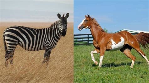 5 Potret Penampakan Zorse Hewan Hasil Persilangan Zebra Dan Kuda Hot