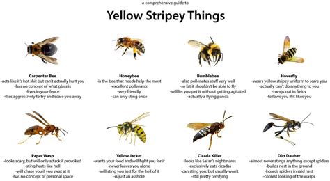 Pest control companies tend to use products that are just as effective on the bugs but have little odor, are much less toxic to humans and pets and are applied in a very even though the end goal of exterminators and pest control professionals are to get rid of the pest, that's where the similarities end. A Comprehensive Guide to Yellow Stripey Things : coolguides